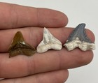 Shark Tooth Lot Red White   Blue Real Florida Shark Teeth Fossils