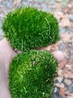 Premium   mix Fresh Moss      Full Gal  Bag Terrarium Moss Buy 1 Get 1 Free 