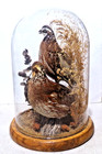 Vintage Taxidermy Bobwhite Quail Cock And Hen Nest Under Domed Glass 13  Tall