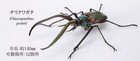 Bandai Gashapon Stag Beetle 08 Action Figure Chiasognathus Grantii 14cm Japan