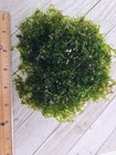 Subwassertang Round Pellia Moss Live Aquarium Plant  best Value 100  