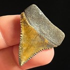 Great White Shark Tooth 1 28  Megalodon Teeth Era Fossil Unrestored Neogene