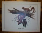 Vintage Don Balke Eastern Red Squirrel Matte Lithograph Wildlife Art Print Usa