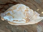 Strombus Latissimus Aka Broad Pacific Conch 146mm Shell