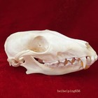 5pcs Real Fox Skull Taxidermy Bone Skeleton Halloween Fish Tank Decoration Gift