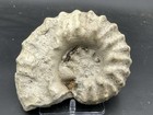 Super Unique 8    Cretaceous Dinosaur Age Texas Fossil Ammonite  Mortoniceras A 