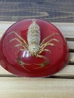 2    Scorpion In Acrylic Mold