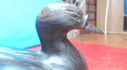 Vintage- Hand Carved- Solid Walnut- Wood Duck Decoy Decorative Decor - Sculpture