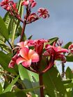 Pink Plumeria Fresh Starter Cutting Single Head 10inch Unrooted X1