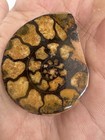 Polished Split Ammonite Fossil Pair  Matched Halves  Morocco  3 9cm