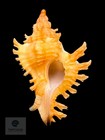 Chicoreus Riverai Petuch   Berschauer  2026     24 7 Mm     Tsc 0494mur