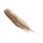 100 Pack Of Imperfect Feathers - Great For Crafts  Smudging  Decorations