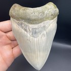 Megalodon Tooth Aurora  North Carolina 5 25    No Repairs Top Quality