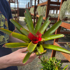Assorted Neoregelia Air Plant  also Can Be Grown In Bark Mix Or Perlite 