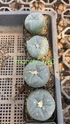 3pc Lw Succulent Cactus Plant Beautiful Cactus Garden D  cor Boutique