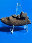 Nice Fossil Coyote Partial Maxilla With M1 Carnassial Canid Carnivore