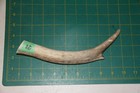 Small Upper Elk Antler Dog Chew  10   Bone Chews Moose Treats Deer 1218