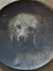 Superb Very Rare Antique Dandie Dinmont Terrier Dog Oil Painting 1880