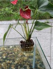 2 Pack Clear Aquarium Plant Holder Top Hanging Fish Tank Plant Holders