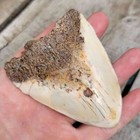 South Pacific Ocean Megalodon Shark Tooth - Rare Teeth  Rare Location - 3 3 4 