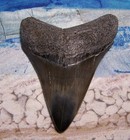 Megalodon Shark Tooth 3 1 8  Shark Teeth Big Jaw Fossil Stunning Polished Real