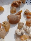 Agatized Fossil Gastropods Washington State Bulk Lot Rare