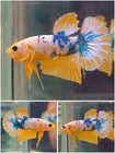 Male Betta Live Fish - Koi Yellow Fancy Hmpk - Hd41 - High Quality A  