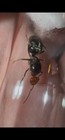 Myrmecocystus Placodops 01  Fresh Caught  Cherry Head Honeypot Ant  Feeder Only 