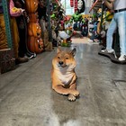 Laying Shiba Inu Dog Life Size Resin Statue Animal Theme Decor Display Prop