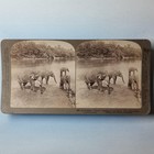 Ceylon Sri Lanka Asia Stereoview C1900 Real Photo Group Of Asian Elephants Bathe