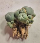Rare Cactus Lw Loph W  Roots Button Cacti Caespitosa Cluster Seed Grown