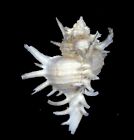 Murex Cnissodus Great