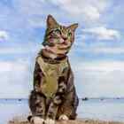 Cat Chest Strap Polyester Vest Puppy Training Clothe Adjustable Tactical Harness