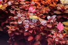Ludwigia Super Red Mini Aquarium Mid-ground Background Plant Aquatic Submerged