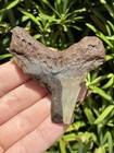 Natural Beautiful 2 59    Angustiden Not Megalodon Tooth Fossil Shark Teeth