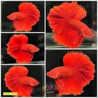 Live Betta Fish High Quality Male Super Red Halfmoon -  Usa Seller