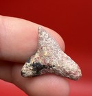 Pink Bull Shark Tooth Fossil - Alkaline Corral Covered  9   