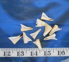   Sliced Strombus Shells   10  Trumpet Cuts   Shellcraft   Sailor s Valentines  