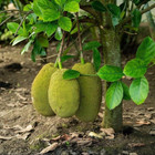 Hybrid Jackfruit   Vietnam Super Early   Graft Plant   1 Bare-root Plant