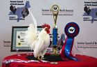 6  Hatching Eggs - Woodfield Line Serama - Highest Quality Bred For Exhibition