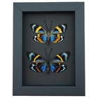 Eterusia Repleta Pair Verso Framed Day Flying Moth Taxidermy Moonlight Display