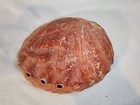 Abalone Shell 7 1 2  Long  Natural Colors  Aquarium Or Home Decor  Very Nice 