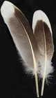 Two Natural Gray Goose Feathers For Quills Or Smudging 