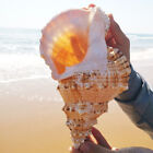 Conch Shells Gift Home Ornament Natural Tutufa Rubeta Coral Sea Snail 22-23cm
