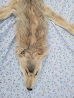 Grey Wolf Tanned Skin Pelt