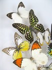 Real Preserved Beautiful Butterflies In 3d Showcase Xl - Unique Piece  - Art 03