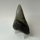 Megalodon Shark Tooth 3 44 Inch - Beautiful - Real Fossil - Carolina Rare 20229
