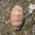 Large Cypraea Argus Eyed Cowrie Natural Seashell Rare Real Beach Home Dec 2 5 