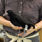 Crow Realistic Stuffed Plush Doll Hansa Bh6266