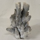 Natural Blue Staghorn Ridge Coral Ocean Reef Decor Specimen Marine Display